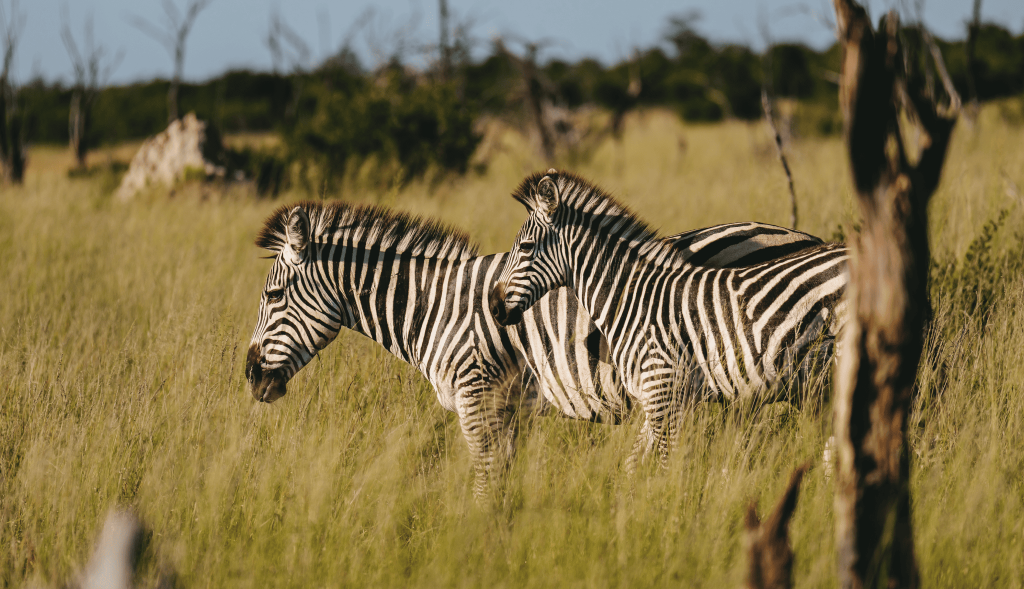 victoria-falls-zebra