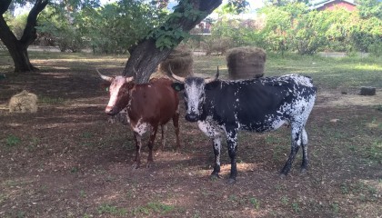 Cows at Rovos Rail