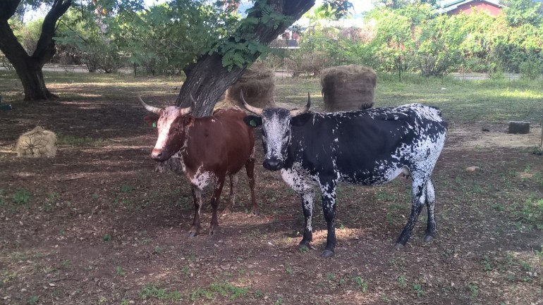 Cows at Rovos Rail