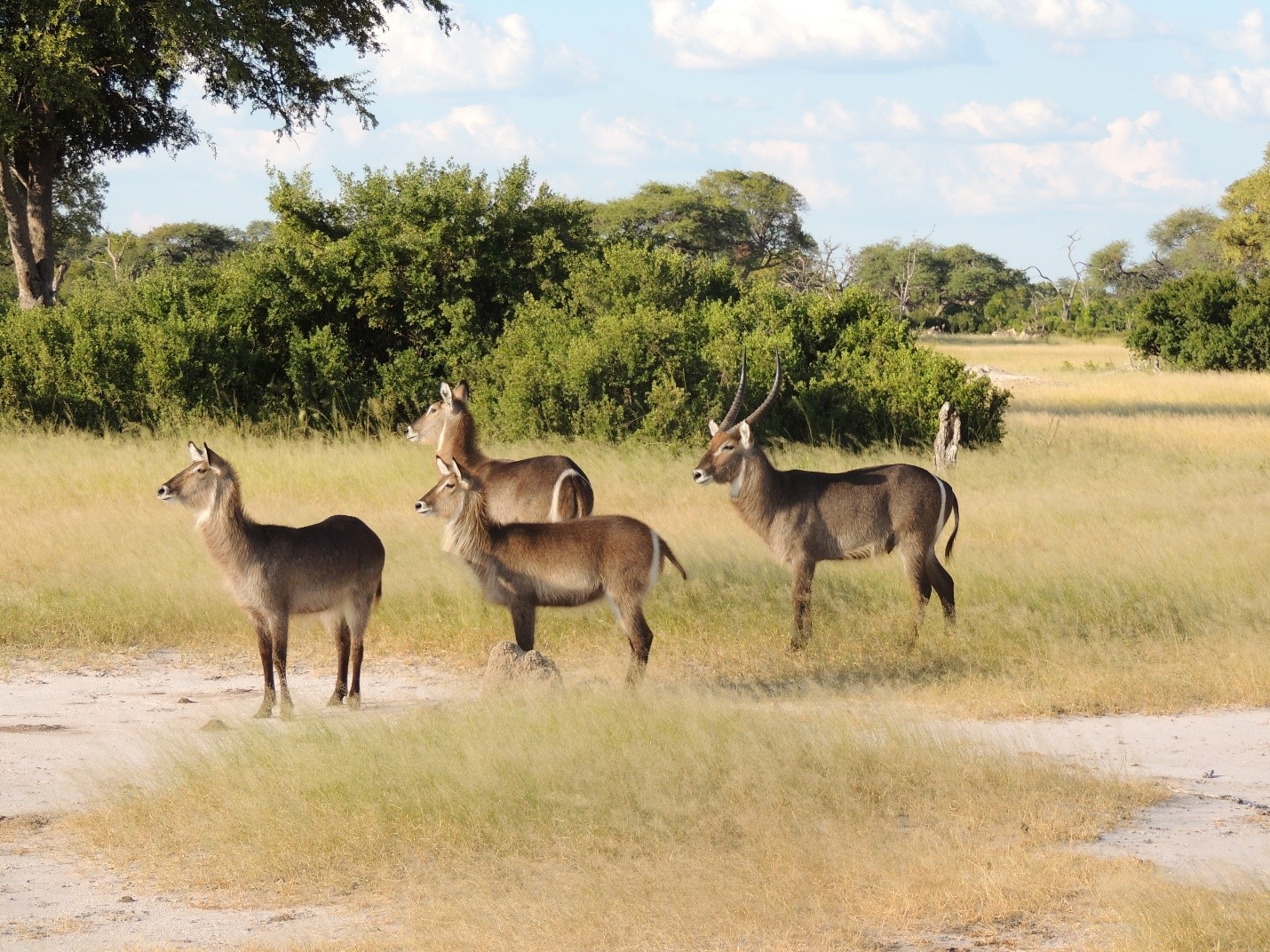 Rovos Rail Pretoria to Victoria Falls