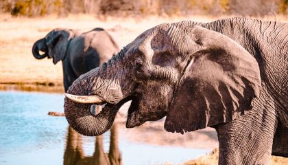 African Elephant