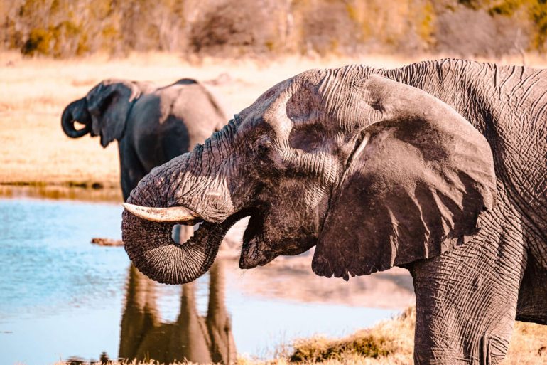 African Elephant